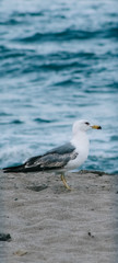 Seagull perched on the seashore