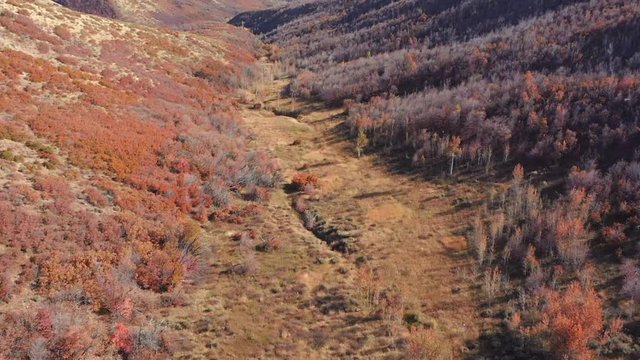 Flying down a valley of autumn-colored trees.