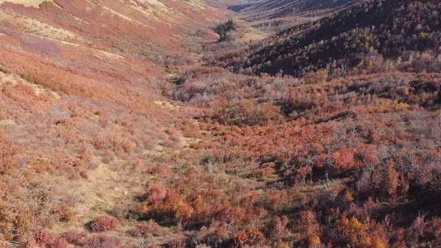 Flying down a valley of autumn-colored trees.
