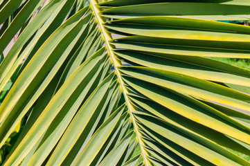 natural background of tropical palm leaf.