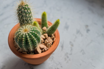 Close up of shaped cactus with long thorns on clay pot on gray background.