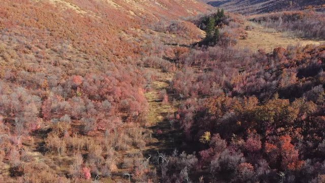 Flying down a valley of autumn-colored trees.