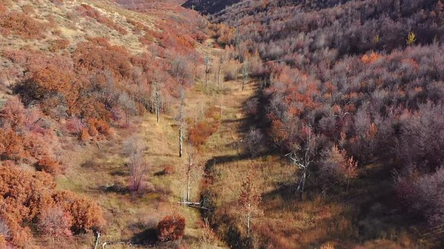 Flying down a valley of autumn-colored trees.