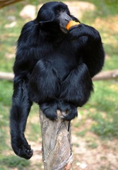 a monkey eating an orange