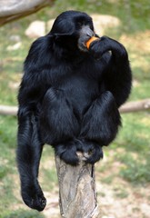 a monkey eating an orange