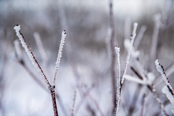 Brina ghiacciata sulle piante d'inverno