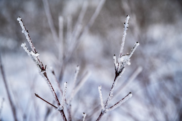 Brina ghiacciata sulle piante d'inverno