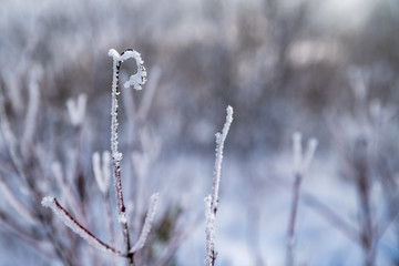 Brina ghiacciata sulle piante d'inverno