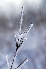 Brina ghiacciata sulle piante d'inverno
