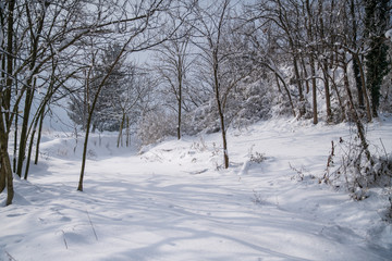 paesaggio con neve fresca e alberi