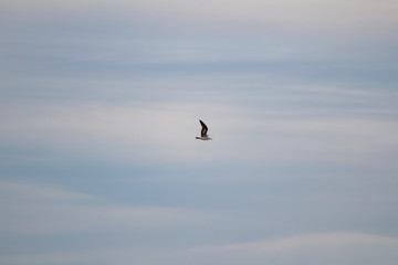 Seagull flying over the blue sky