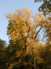 Fototapeta premium picturesque landscape of fall in park