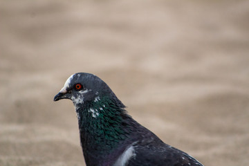 Pigeon perched on the beach sand