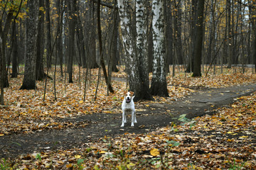 beautiful dog walks in the park