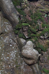 Tree roots growing through granite Luxulyan Valley Cornwall