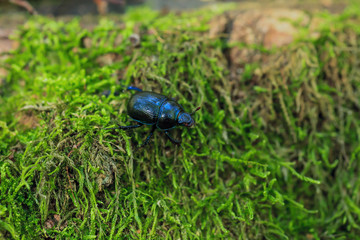 Blue metallic earth-boring dung beetle in green moss, selective focus