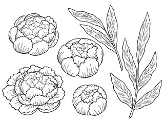 Peony flower graphic black white isolated sketch set illustration vector