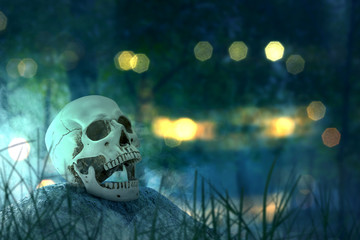 Human skull on the stone in the forest