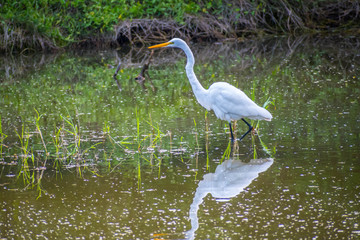A Great White Egret in Frontera Audubon Society, Texas