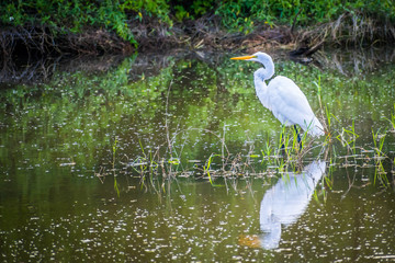 A Great White Egret in Frontera Audubon Society, Texas
