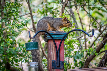 A cute brown squirrel on top of a post in Frontera Audubon Society, Texas