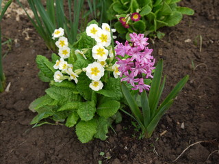 Цветы примула белая с желтой серединкой и геоцынт розовый