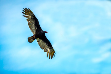 A large Turkey Vulture in Frontera Audubon Society, Texas
