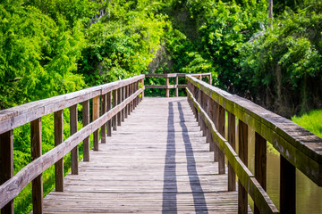 Fototapeta na wymiar A forest trail boardwalk in Frontera Audubon Society, Texas