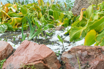 First snow on green-orange leaves on a flower bed in October close-up