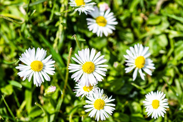 Obraz na płótnie Canvas cloesup of a daisy flower in spring Common daisy, Bellis perennis is a common European species of daisy, of the family Asteraceae