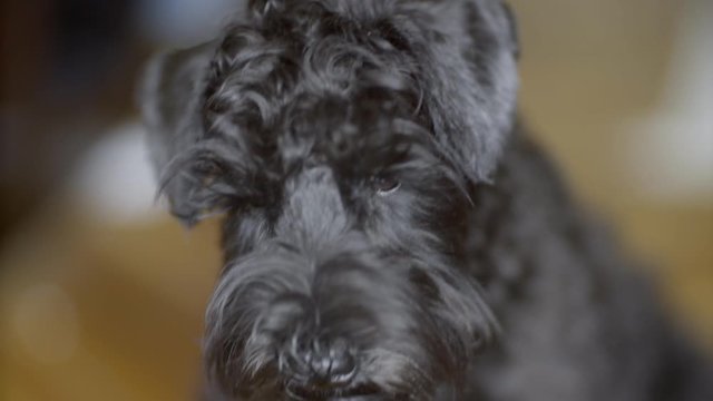 Sad dog of black color, looks at the camera, portrait, beautiful bokeh.