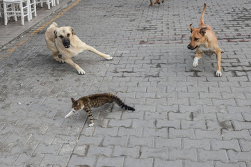 Two dogs are attacking cats