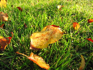 Autumnal leaves lie on a lawn with dew drops on them.