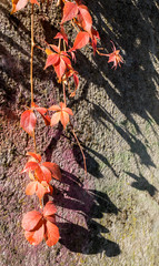 Red hanging ivy vines over stone wall in autumn sunny day