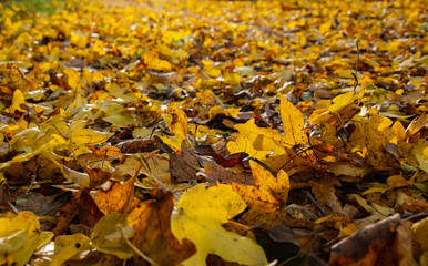 Herbstlaub Gelb Ahorn Blätter Weg Perspektive Unschärfe Herbstlaub Acer Altmühltal Deutschland Sonne Gegenlicht Wärme Hintergrund Struktur Jahreszeiten Acer Laubbläser Straße  Bayern