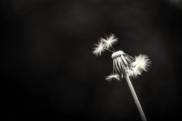 dandelion in black and white focused with a blurry background