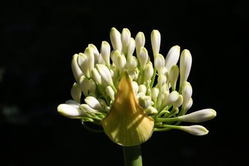 Agapanthe, inflorescence