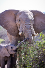 Fototapeta na wymiar Eléphant et son petit à la recherche de nourriture dans le désert du Damaraland en Namibie - Afrique Australe