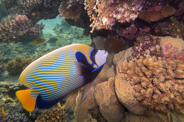 Imperator Kaiserfisch - Albatros Citadel- Hurghada - Ägypten