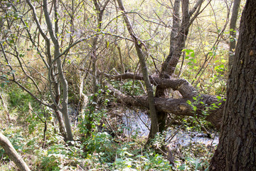 Yessentuki city lake