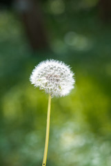 dandelion cloesup photography with green background 