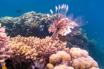 Rotfeuerfisch - Albatros Citadel- Hurghada - Ägypten