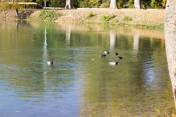 Yessentuki city lake