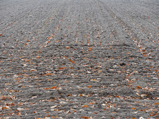 golden autumn on a rural field agronomy