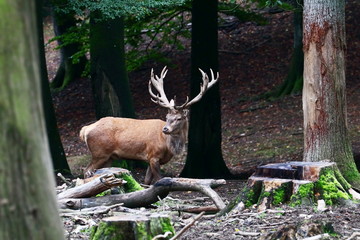 Hirsch im Wald