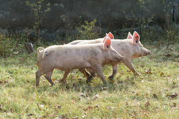 Pink pigs, Pigs on the farm, Piglets go eat	