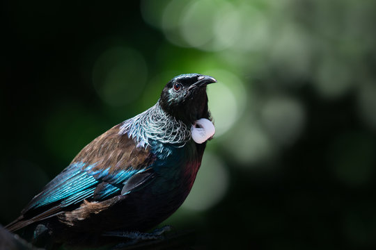 Close-up portrait of Tui bird on Tiritiri Matangi Island
