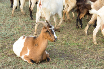 Naklejka na ściany i meble Sheep and goats graze on green grass in spring 