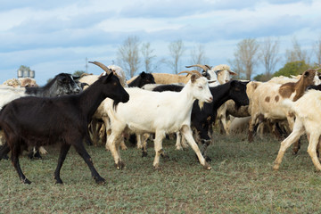 Fototapeta premium Sheep and goats graze on green grass in spring 
