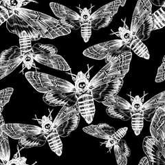 Seamless pattern. Butterfly dead head, adam's head. Black and white graphics handmade. Pattern